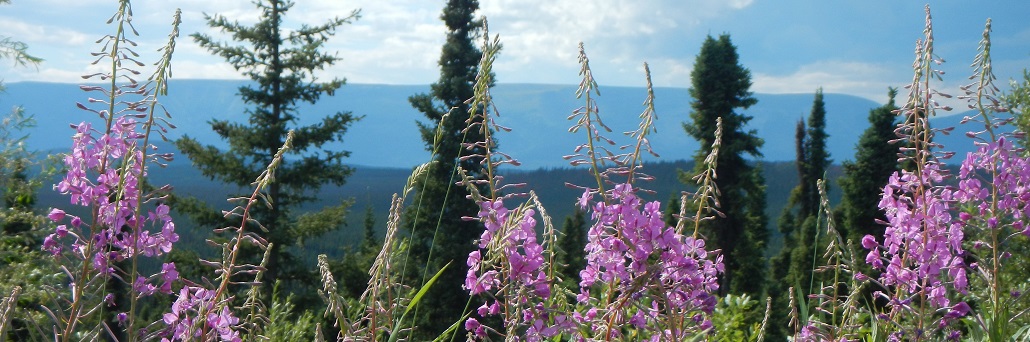 Flowers and Mountains 1032x338